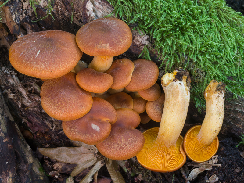 Omphalotus olearius